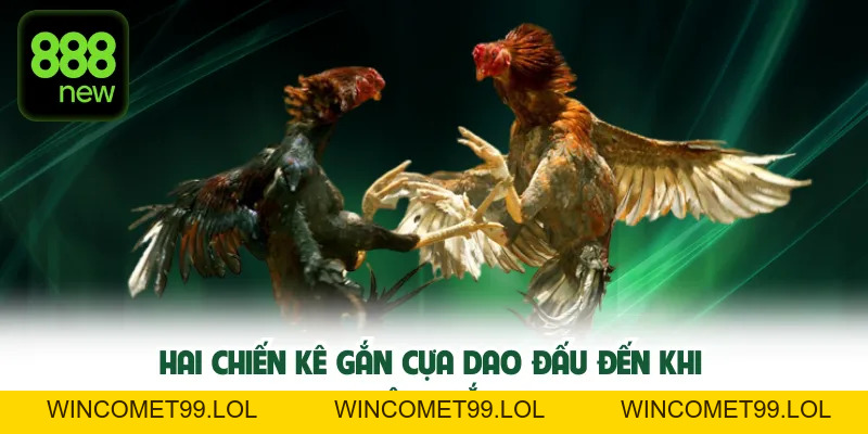 Đá gà cựa dao – Mẹo cược chuẩn, thắng nhanh từ cao thủ TN88